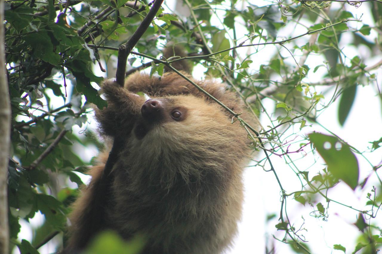 Hotel Bosque Verde Lodge Monteverde Bilik gambar