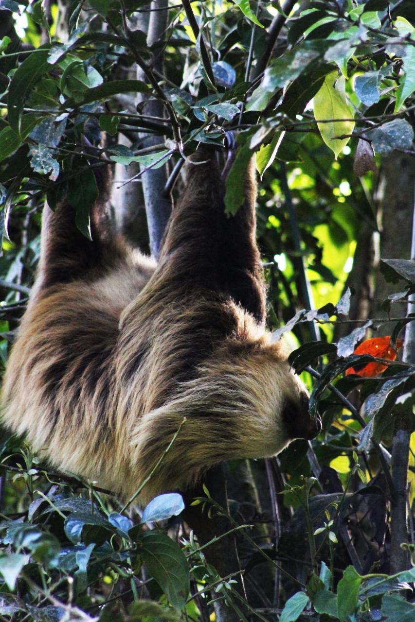Hotel Bosque Verde Lodge Monteverde Luaran gambar