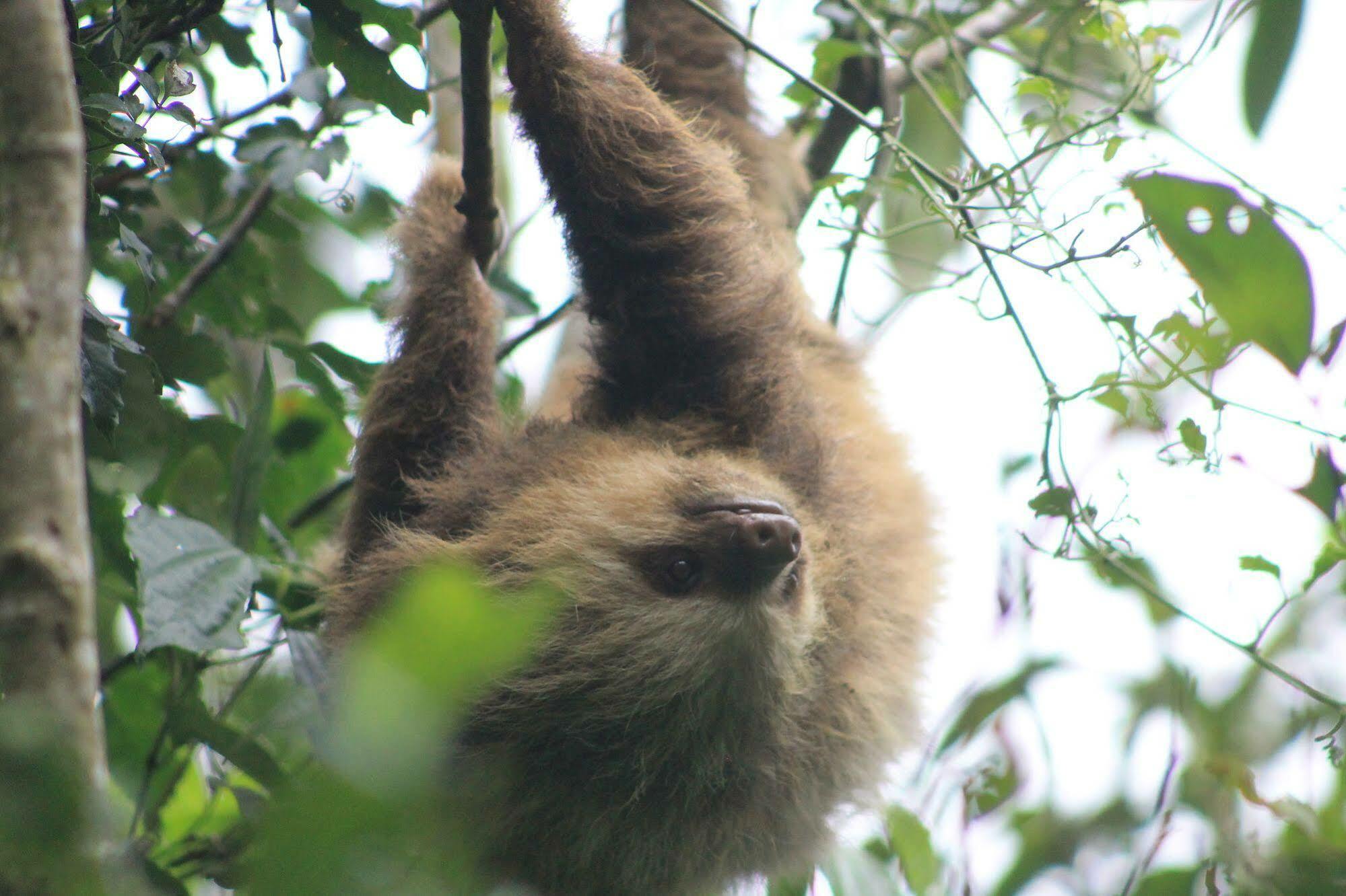 Hotel Bosque Verde Lodge Monteverde Luaran gambar