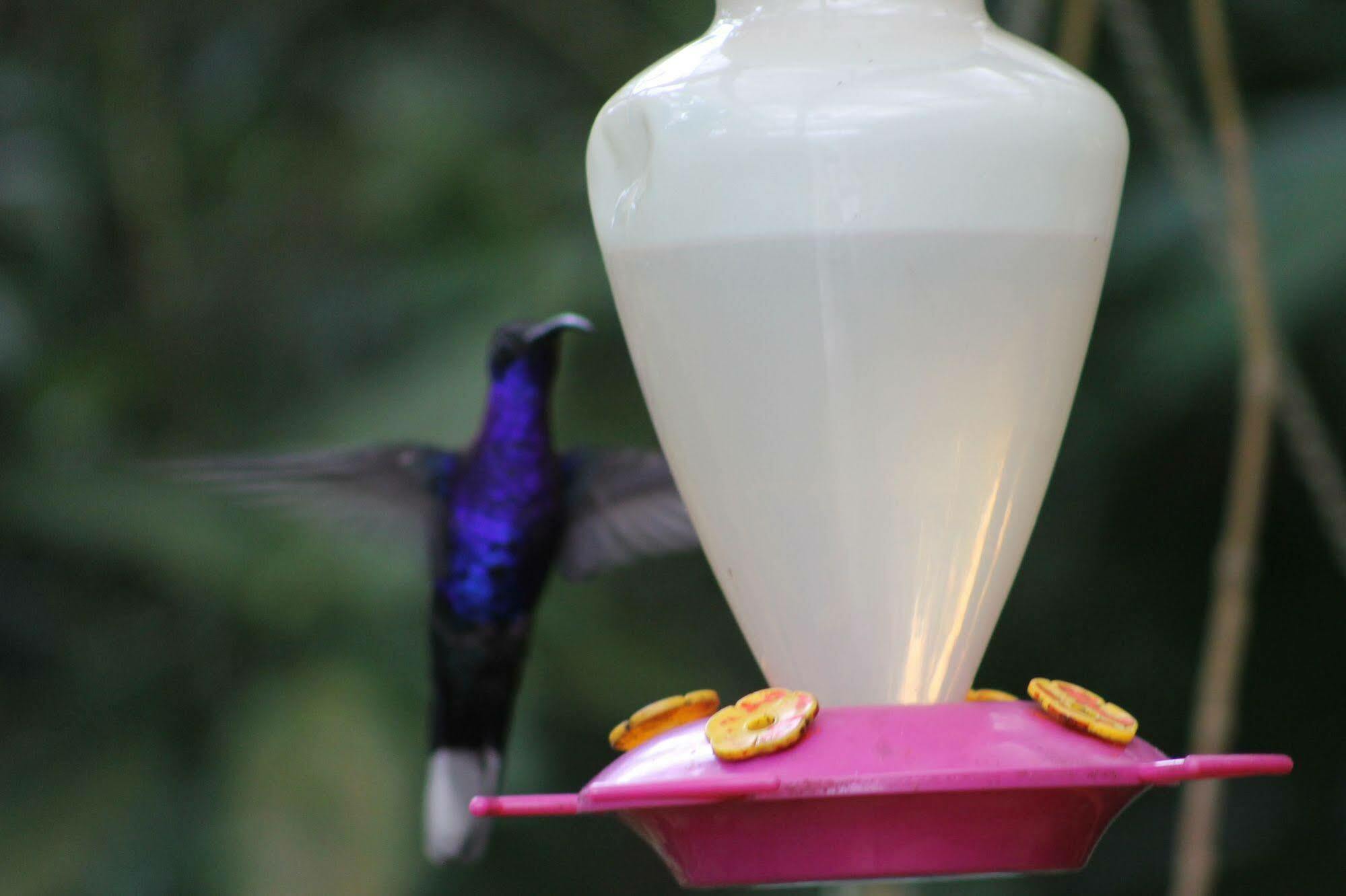 Hotel Bosque Verde Lodge Monteverde Luaran gambar