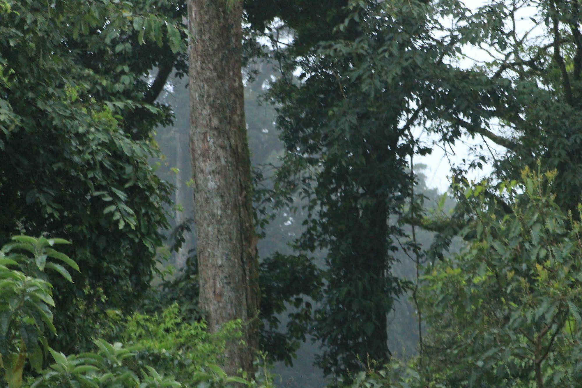 Hotel Bosque Verde Lodge Monteverde Luaran gambar